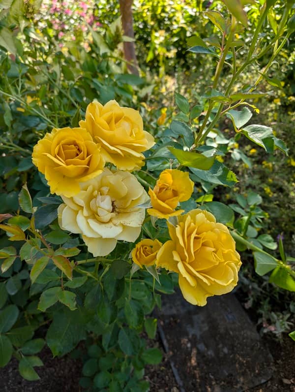 Yellow Roses At Woodland Park - Theresa Hupp Author
